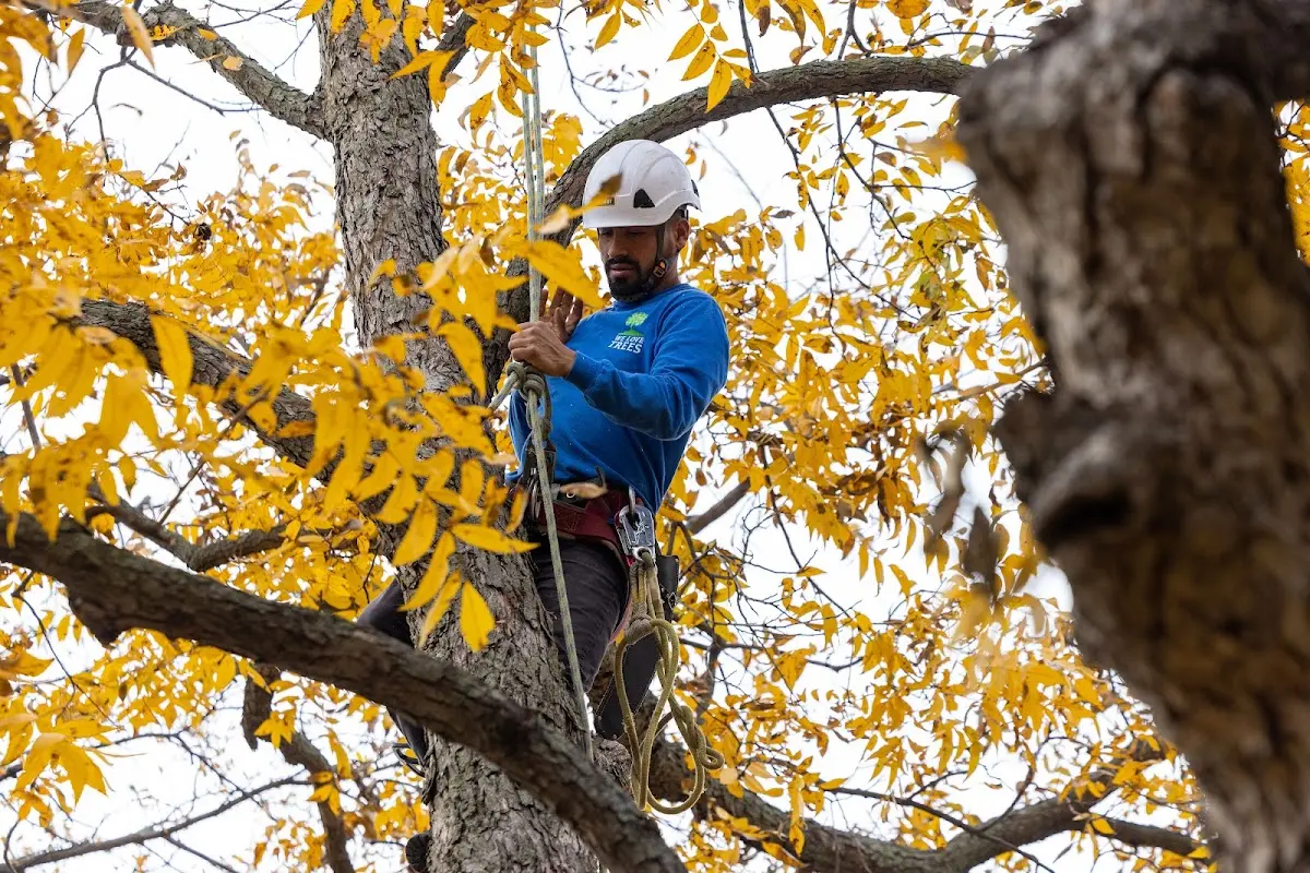 Skilled Tree Transplanting crew working in Listie