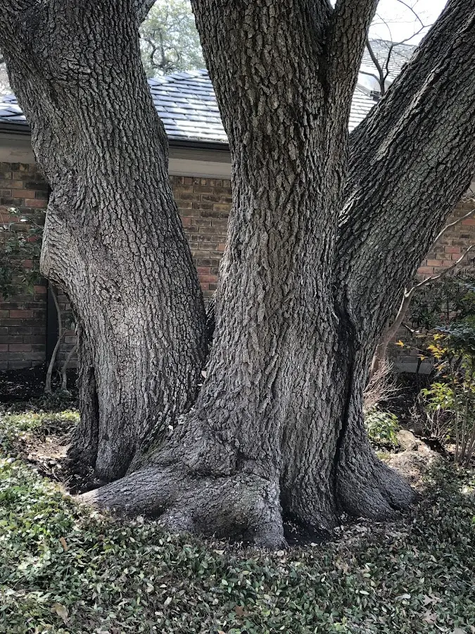 Mature heritage tree close to a Listie property cared for by certified arborists