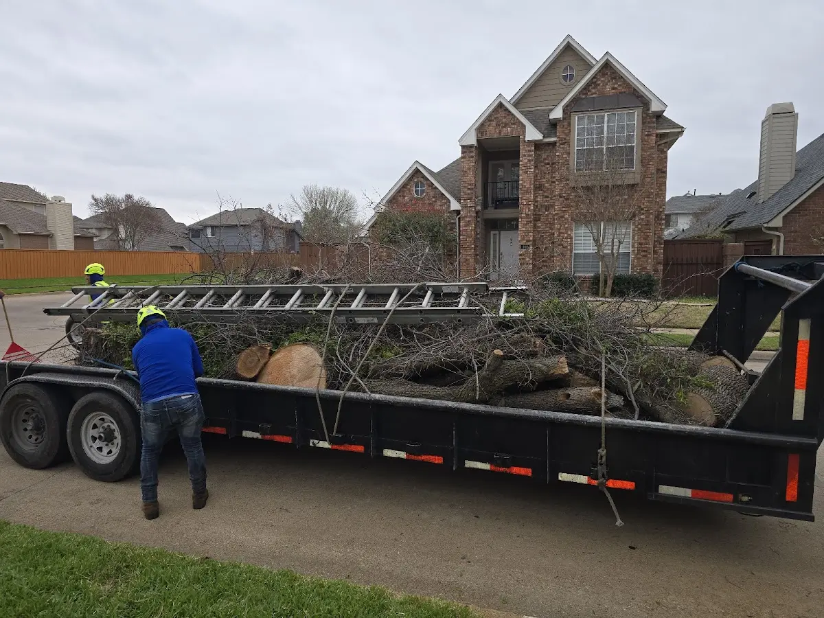 Expert Tree Removal with proper safety equipment in Listie